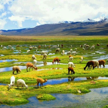 "Route Colca Canyon"